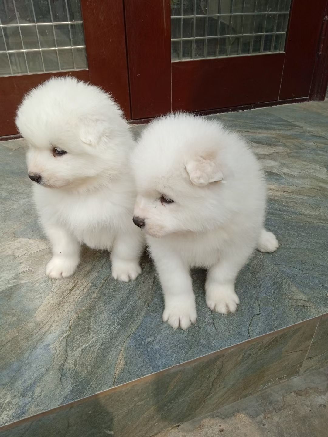 熊版萨摩耶，自家的犬舍繁育，纯种保证健康